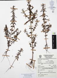 Ammannia coccinea image