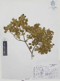 Amyris madrensis image