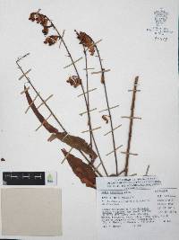 Cuphea hookeriana image