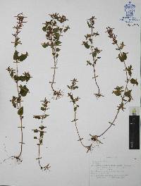 Cuphea wrightii image