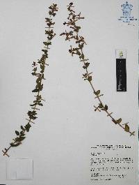 Cuphea aequipetala image