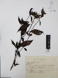 Ruellia matagalpae image