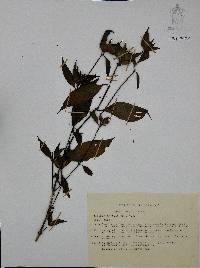 Ruellia matagalpae image