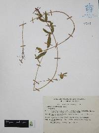 Cuphea aequipetala image