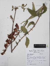 Cuphea hookeriana image