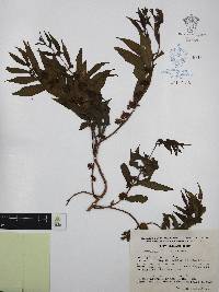 Adenaria floribunda image