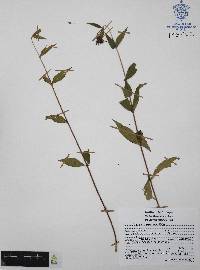 Cuphea hookeriana image