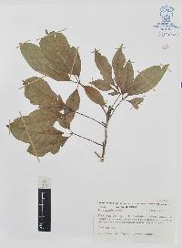Casimiroa edulis image