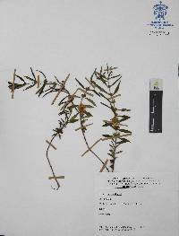 Heimia salicifolia image