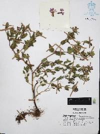 Cuphea aequipetala image
