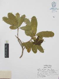 Casimiroa pringlei image