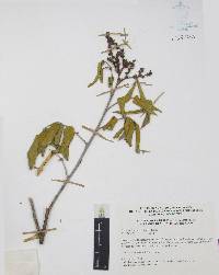 Decatropis bicolor image
