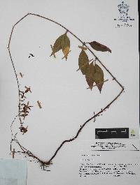 Cuphea hookeriana image