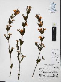 Ruellia pilosa image