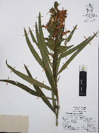 Cuphea micropetala image