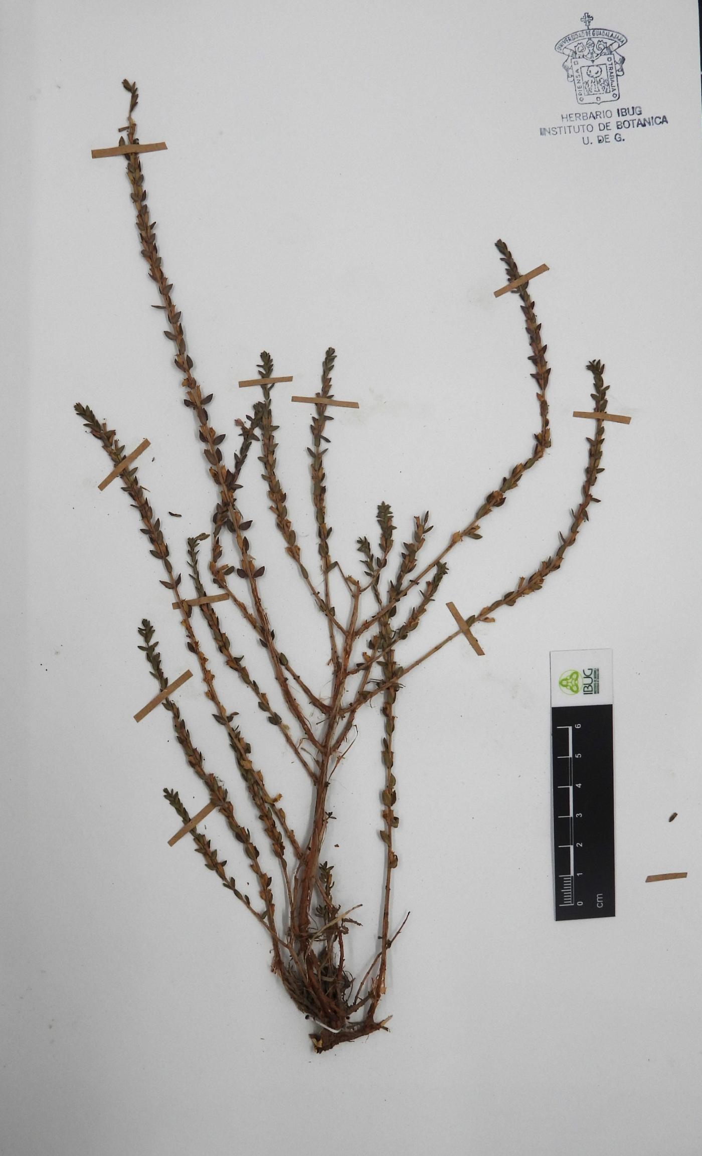 Lythrum gracile image