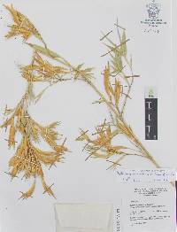 Phyllostachys aurea image