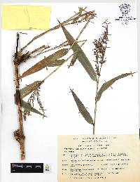 Chusquea lanceolata image