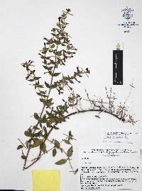 Cuphea aequipetala image