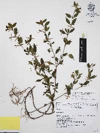 Cuphea aequipetala image