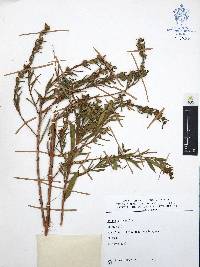 Heimia salicifolia image