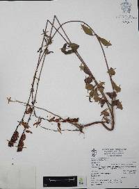 Cuphea hookeriana image