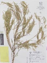 Otatea acuminata image