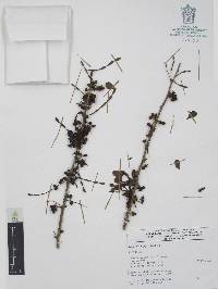 Zanthoxylum fagara image