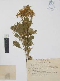 Choisya ternata image