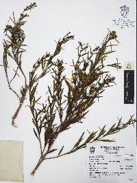 Heimia salicifolia image