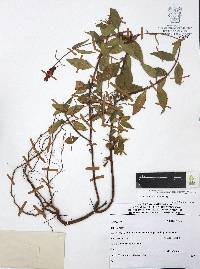 Cuphea hookeriana image