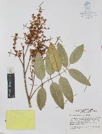 Decatropis bicolor image