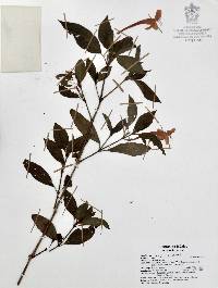 Ruellia mcvaughii image