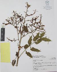Decatropis bicolor image