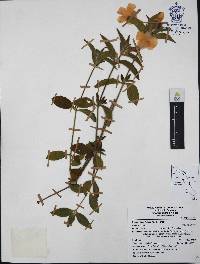 Ruellia pilosa image