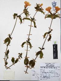 Ruellia pilosa image