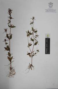 Cuphea wrightii image