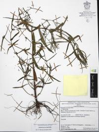 Ammannia coccinea image