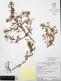 Ammannia coccinea image