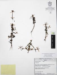 Ammannia coccinea image
