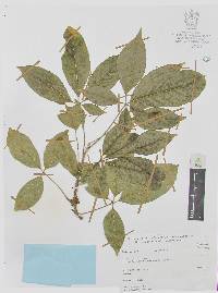 Casimiroa edulis image