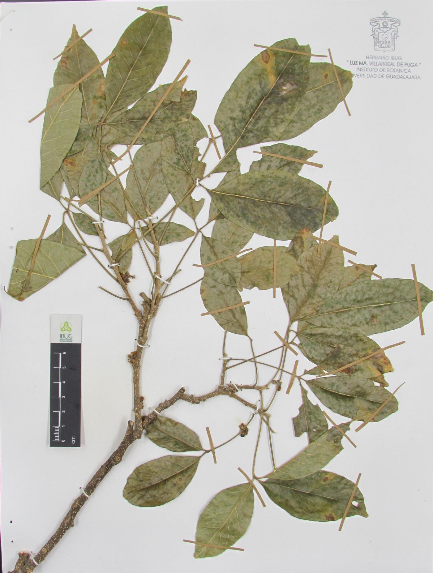 Casimiroa edulis image