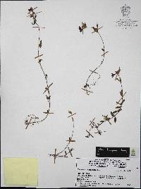 Cuphea aequipetala image