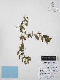 Cuphea humifusa image
