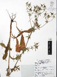 Eryngium beecheyanum image