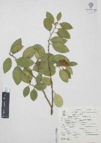 Citrus limonum image