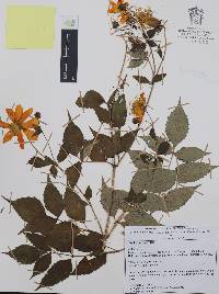 Dahlia coccinea image