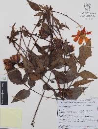 Dahlia coccinea image
