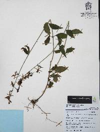 Cuphea hookeriana image