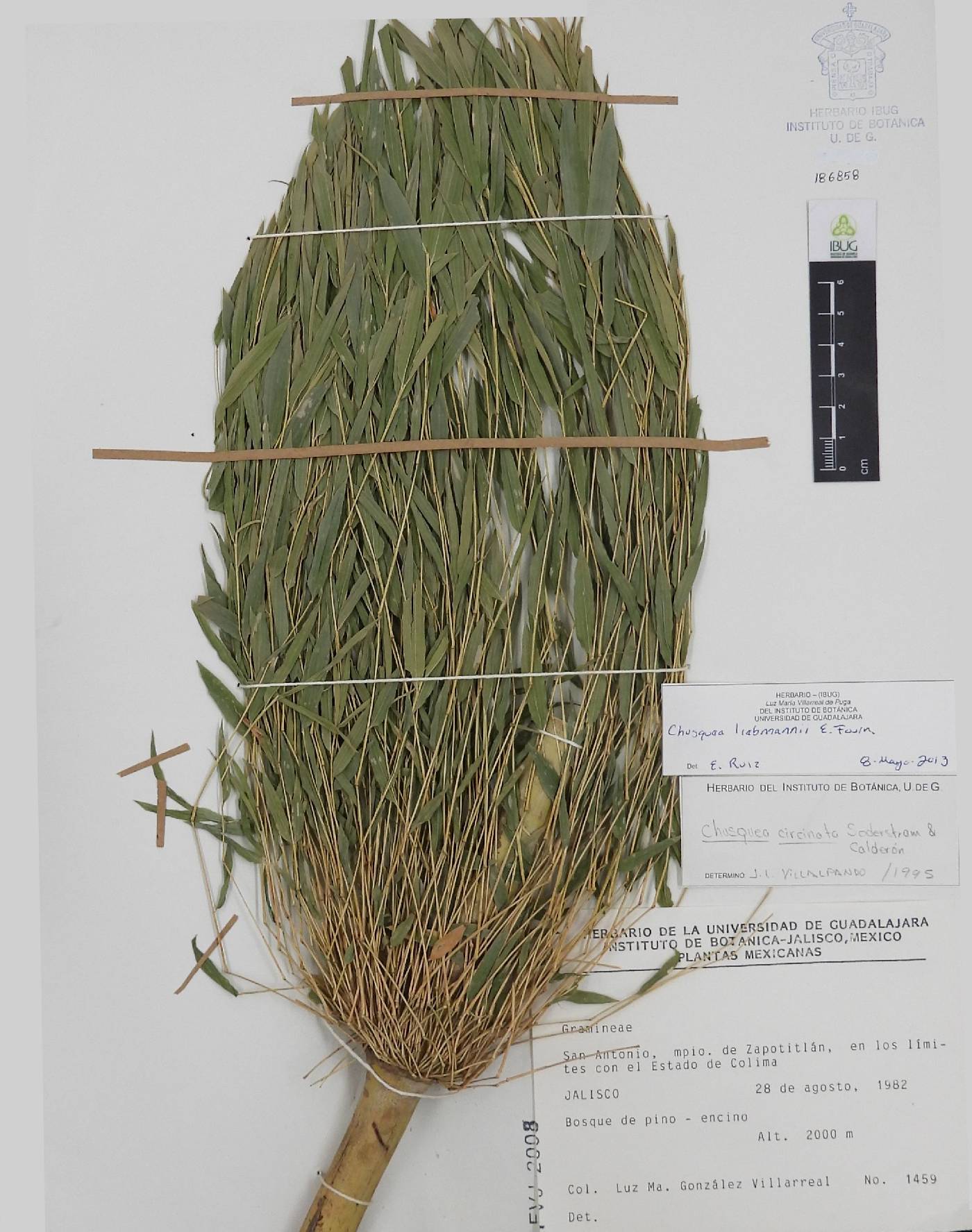 Chusquea liebmannii image